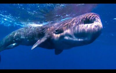 The Largest Predator in the World | Ocean Giants | BBC Earth