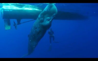 Baby Whale Mistakes Boat For Mother | Ocean Giants | BBC Earth