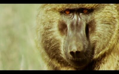 Fatal Encounter with Baboon and Gazelle | Bad Natured | BBC Earth