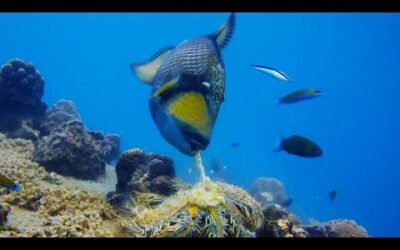 Titan Triggerfish Aggressively Defends Coral Reef | Wild Thailand | BBC Earth