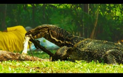 Giant Carnivorous Lizards in Thailand | Wild Thailand | BBC Earth