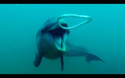 Dolphins React to Bizarre Bubbles | Ocean Giants | BBC Earth