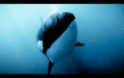 Orcas Kill, But Not Just for Food | Bad Natured | BBC Earth