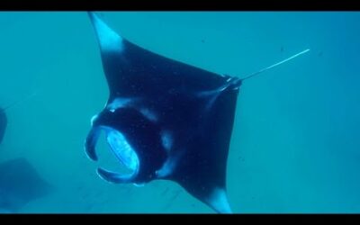 Pregnancy Scans For Manta Rays | Our Changing Planet  | BBC Earth