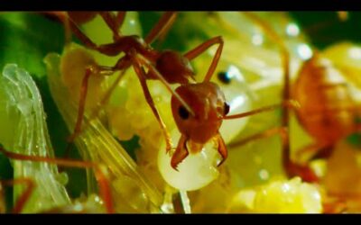 Ants Use Grubs as Glue Gun | Wild Thailand | BBC Earth