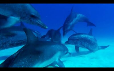 Dolphin Gang War | Ocean Giants | BBC Earth