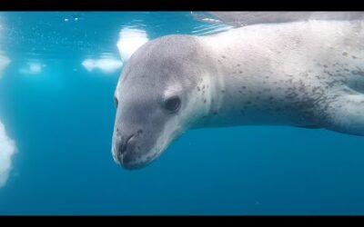 Leopard ﻿Seals Play With Their Food | Bad Natured | BBC Earth