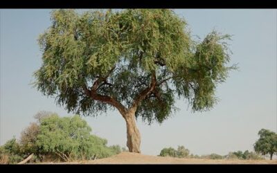 The Tree that Survives Without Rain| Earth’s Great Rivers II | BBC Earth