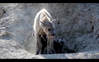 Disturbing Encounter with Hyena Mother | Bad Natured | BBC Earth