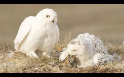 Predators Feast on ﻿Lemmings ﻿| White Falcon, White Wolf (Part 3) | BBC Earth