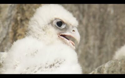 Falcon Chicks Fight for Survival | White Falcon, White Wolf (Part 4) | BBC Earth