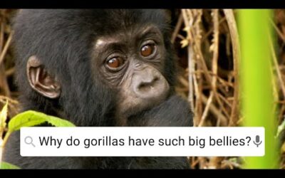 Why Do Gorillas Have Such Big Bellies? | Weird Animal Searches | BBC Earth