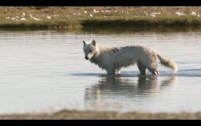 The Lost Wolf | White Falcon, White Wolf (Part 5) | BBC Earth