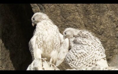 Young Falcons Learn to Fly | White Falcon, White Wolf (Part 6) | BBC Earth