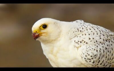 The Largest Falcon in the World | White Falcon, White Wolf (Part 1) | BBC Earth