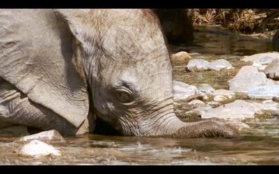 Orphaned Elephant’s Struggle to Survive (Part 1) | Elephant Nomads of the Namib Desert | BBC Earth