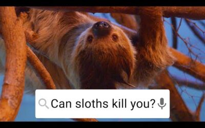 Can Sloths Fart? | Weird Animal Searches | BBC Earth