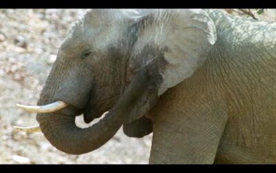 Elephants Struggle to Keep Cool in the Desert Heat | Elephant Nomads of the Namib Desert | BBC Earth