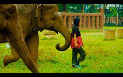 Woman Becomes Part of Elephant Herd | Wild Thailand | BBC Earth