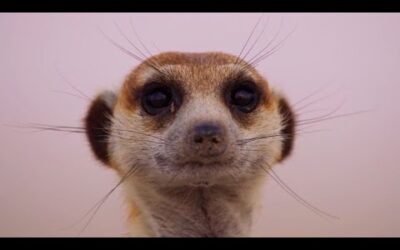 Meerkat Pups Get Left Behind | Dynasties II | BBC Earth