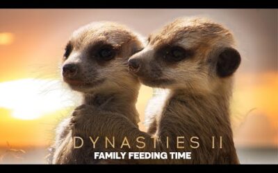 What’s On The Menu for Meerkats? | Dynasties II | BBC Earth