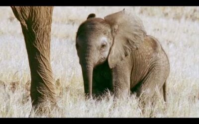 Baby Elephant’s Struggle to Survive (Part 2) | Elephant Nomads of the Namib Desert | BBC Earth