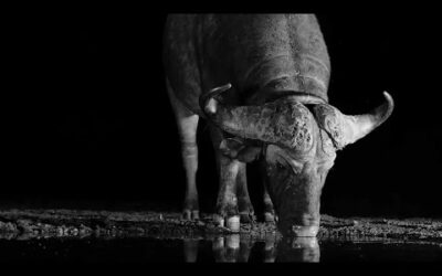 How Tough is the African Buffalo? | Bad Natured | BBC Earth