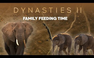 How To Raise A Baby Elephant | Dynasties ﻿II | BBC Earth