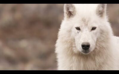 Meet the White Wolf Pack of Ellesmere Island | White Falcon, White Wolf (Part 2) | BBC Earth