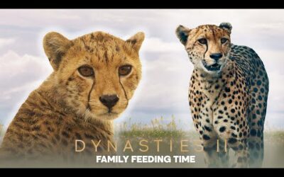 Cheetah Cub Learns To Survive | Dynasties ﻿II | BBC Earth