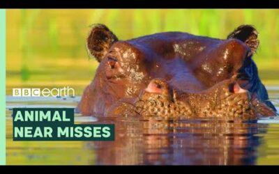 Animal Near Misses | BBC Earth