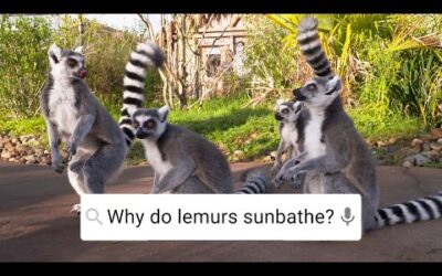 Why Do Lemurs Sunbathe? | Weird Animal Searches | BBC Earth