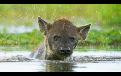 Hyena Sniffs Out a Soggy Supper | Dynasties II | BBC Earth