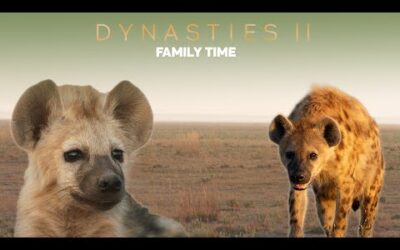 Have We Got It Wrong About Hyenas? | ﻿Dynasties II | BBC Earth