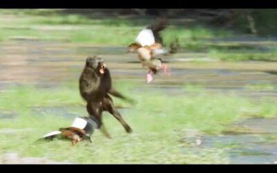 Baboons Hunt Baby Geese | Elephant Nomads of the Namib Desert | BBC Earth