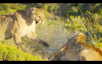 Puma Mothers in Savage Battle | Dynasties II | BBC Earth