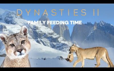 Pumas learn to share | Dynasties ﻿II | BBC Earth