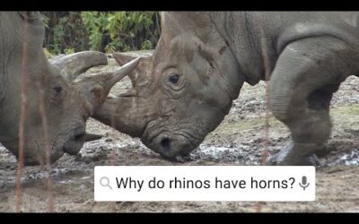 Do Rhinos Eat People? | Weird Animal Searches | BBC Earth