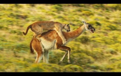 Puma Risks Life to Hunt | Dynasties II | BBC Earth