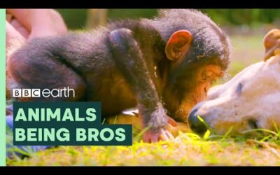 Animals Being Bros | BBC Earth