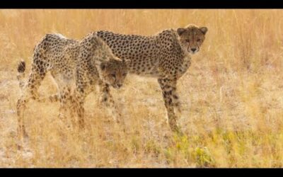 Cheetah Cubs Learn to ﻿Hunt | Dynasties II | BBC Earth