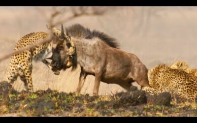 Cheetah Takes on Dangerously Large Prey | Dynasties II | BBC Earth