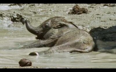 Baby Elephant’s Struggle to Survive (Part 3) | Elephant Nomads of the Namib Desert | BBC Earth