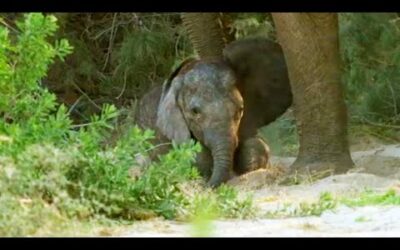 Baby Elephant’s Struggle to Survive (Part 4) | Elephant Nomads of the Namib Desert | BBC Earth