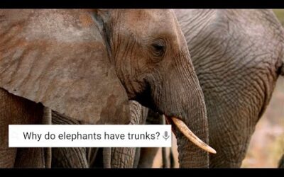 Do Elephants Cry? ﻿| Weird Animal Searches | BBC Earth