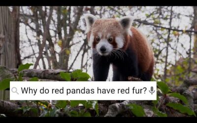 Are Red Pandas Friendly? ﻿| Weird Animal Searches | BBC Earth