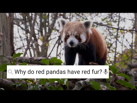 Are Red Pandas Friendly? ﻿| Weird Animal Searches | BBC Earth - Πέτρος