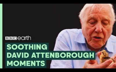 Most Soothing Sir David Attenborough Moments | BBC Earth