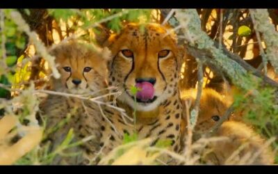 Cheetahs Enter Stealth Mode | ﻿ ﻿The Cheetah Family & Me | BBC Earth