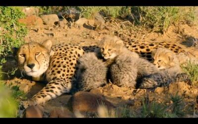 Hungry Cheetah Cubs Need To Eat﻿ |﻿ The Cheetah Family & Me | BBC Earth